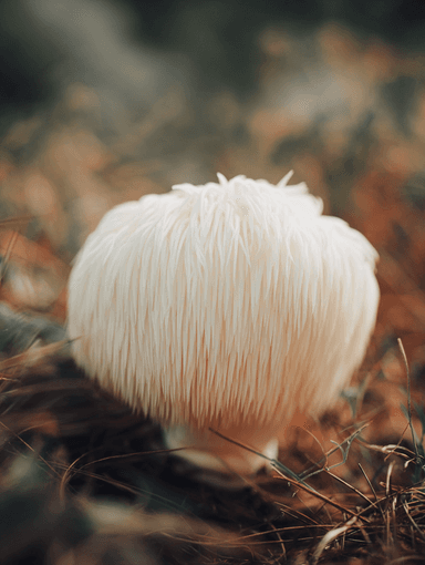 Lion's Mane Extract