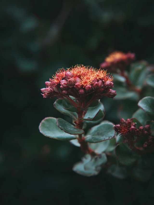 Rhodiola Root Extract