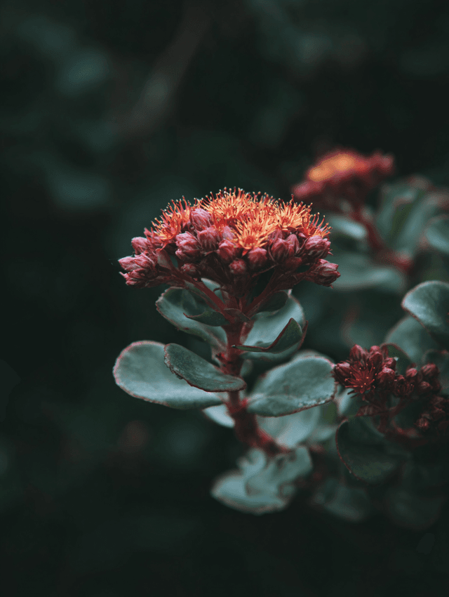 Rhodiola rosea root extract